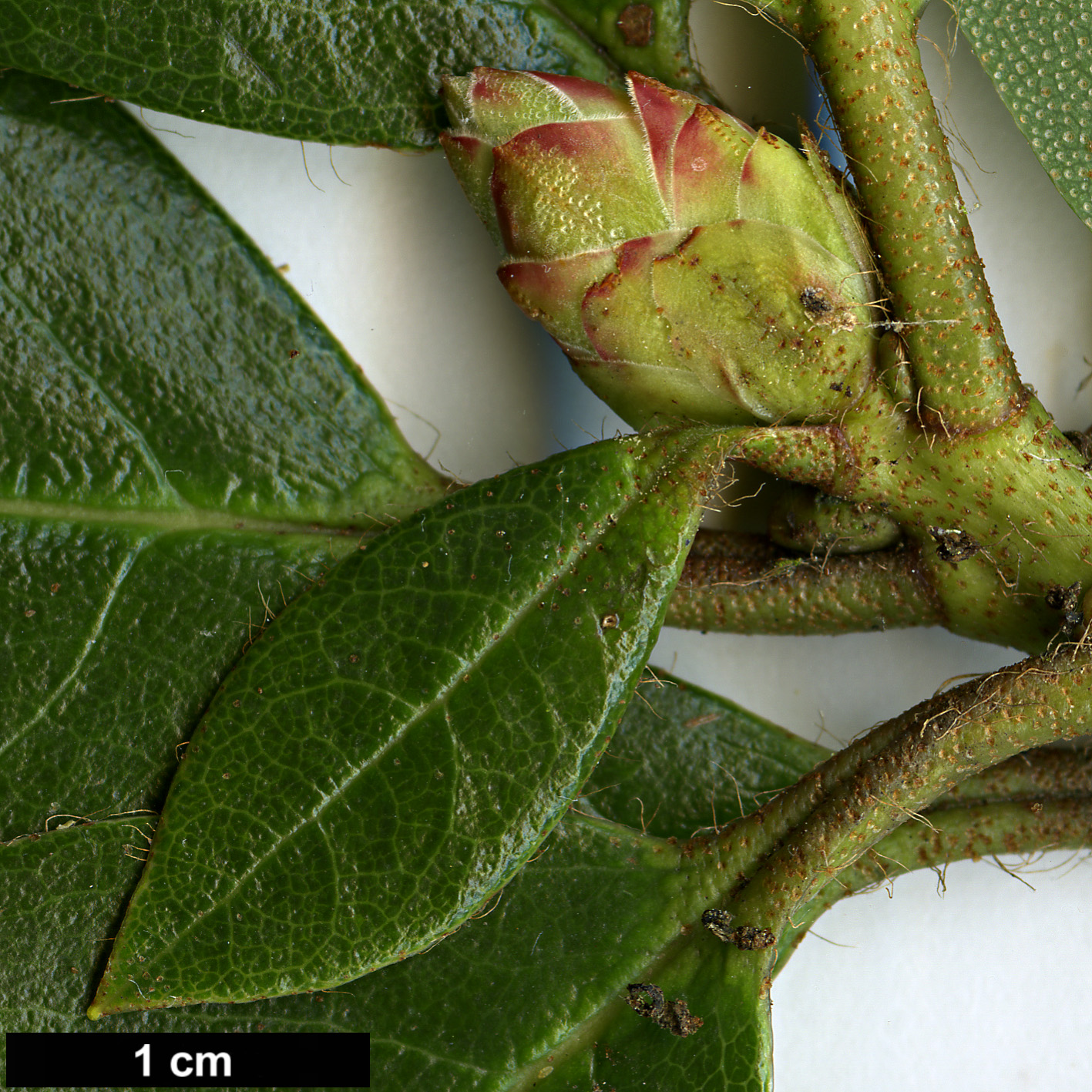 High resolution image: Family: Ericaceae - Genus: Rhododendron - Taxon: chrysodoron